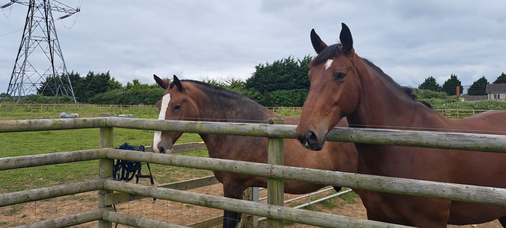 Police horses at Waterton stables