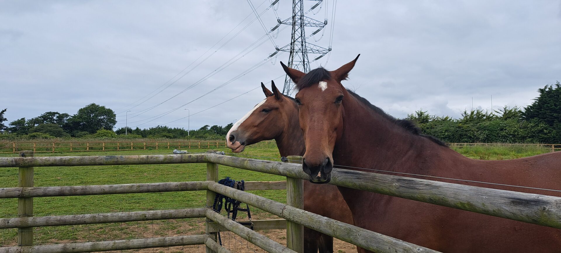 Police horses at Waterton stables