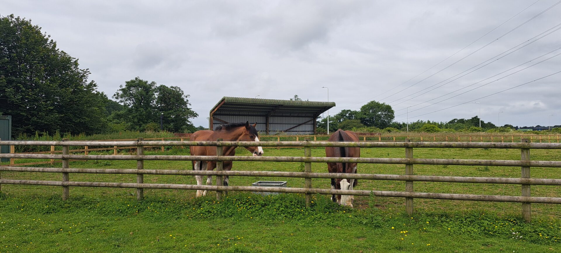 Police horses at Waterton stables