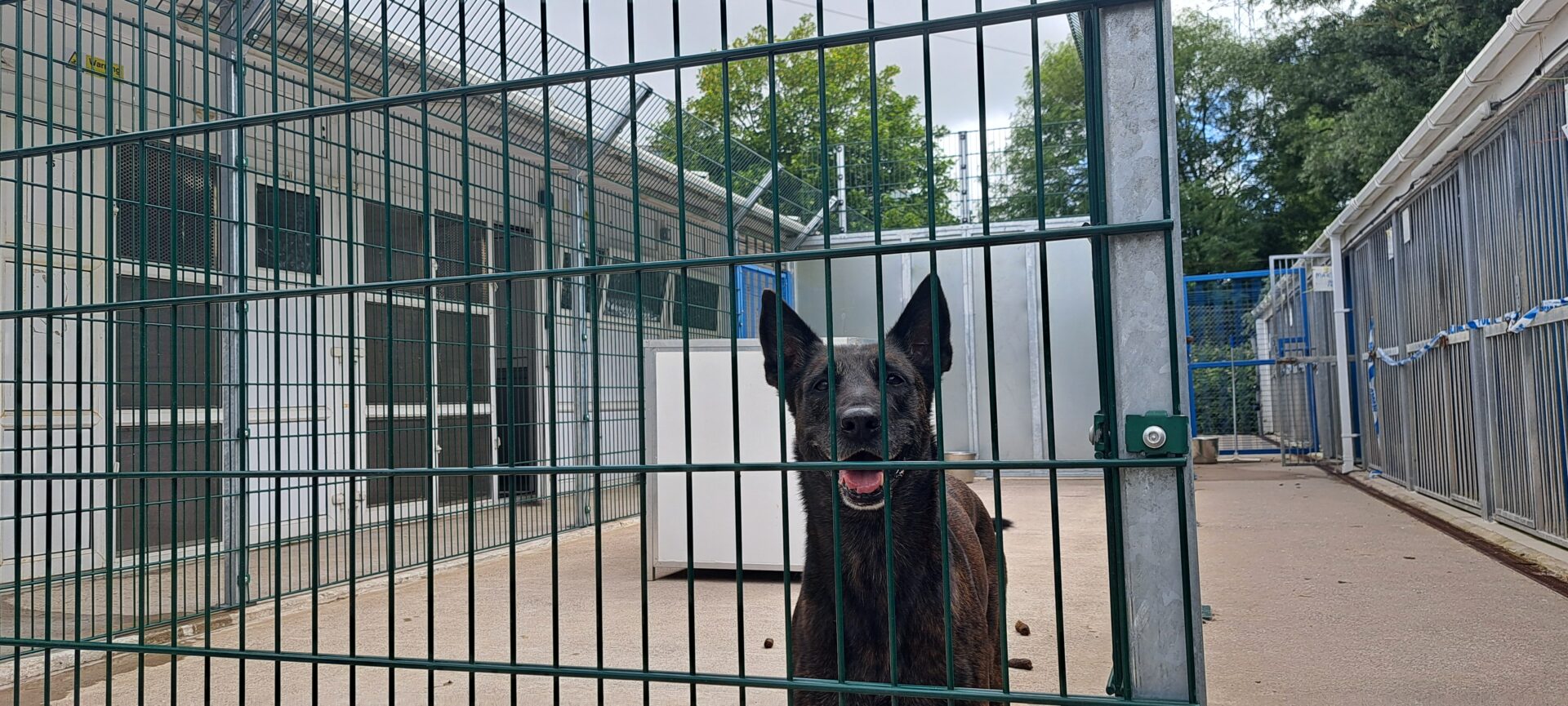 Police dog at Waterton kennels